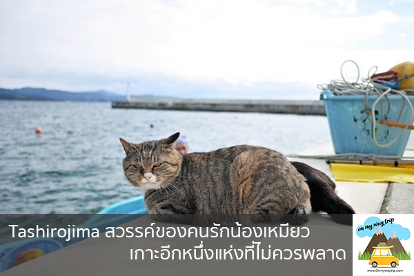 Tashirojima สวรรค์ของคนรักน้องเหมียว เกาะอีกหนึ่งแห่งที่ไม่ควรพลาด เที่ยวไหนดี จองตั๋วเครื่องบินราคาถูก คาเฟ่น่านั่ง เที่ยวต่างประเทศ 5ที่เที่ยว backpackแบ็คแพค