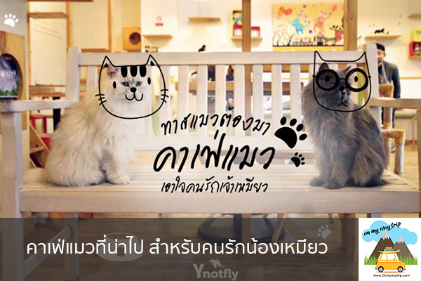 คาเฟ่แมวที่น่าไป สำหรับคนรักน้องเหมียว เที่ยวไหนดี จองตั๋วเครื่องบินราคาถูก คาเฟ่น่านั่ง เที่ยวต่างประเทศ 5ที่เที่ยว backpackแบ็คแพค