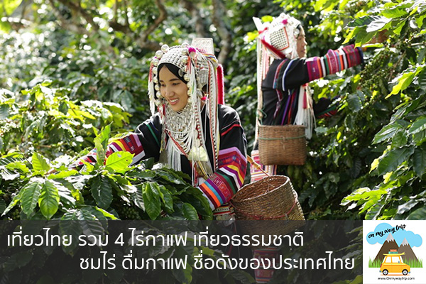 เที่ยวไทย รวม 4 ไร่กาแฟ เที่ยวธรรมชาติ ชมไร่ ดื่มกาแฟ ชื่อดังของประเทศไทย เที่ยวไหนดี จองตั๋วเครื่องบินราคาถูก คาเฟ่น่านั่ง เที่ยวต่างประเทศ 5ที่เที่ยว backpackแบ็คแพค